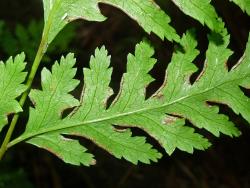 Pteris macilenta. Abaxial surface of primary pinna showing anastomosing veins.
 Image: L.R. Perrie © Te Papa CC BY-NC 3.0 NZ